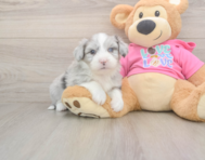 6 week old Aussiechon Puppy For Sale - Windy City Pups