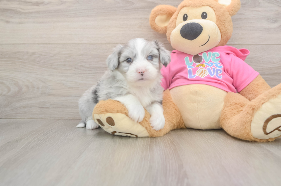 6 week old Aussiechon Puppy For Sale - Windy City Pups