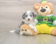6 week old Aussiechon Puppy For Sale - Windy City Pups