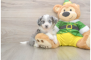 Aussiechon Puppy for Adoption