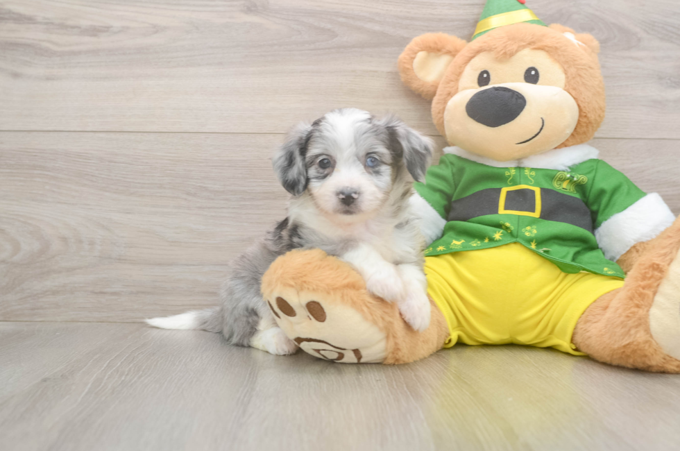 6 week old Aussiechon Puppy For Sale - Windy City Pups