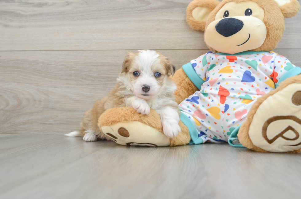 7 week old Aussiechon Puppy For Sale - Windy City Pups