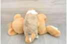 Playful Aussie Bichon Designer Puppy