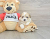 6 week old Aussiechon Puppy For Sale - Windy City Pups