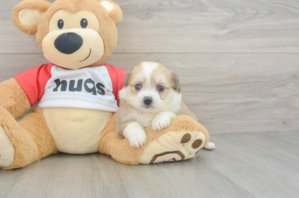 5 week old Aussiechon Puppy For Sale - Windy City Pups