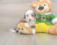 6 week old Aussiechon Puppy For Sale - Windy City Pups