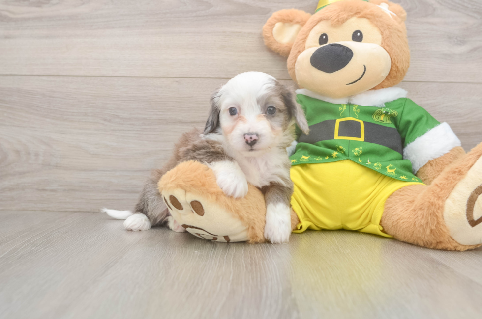 6 week old Aussiechon Puppy For Sale - Windy City Pups