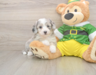 6 week old Aussiechon Puppy For Sale - Windy City Pups