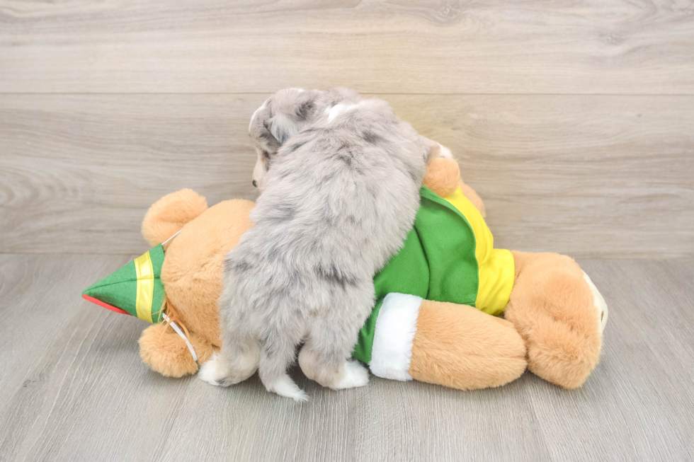 Aussiechon Puppy for Adoption