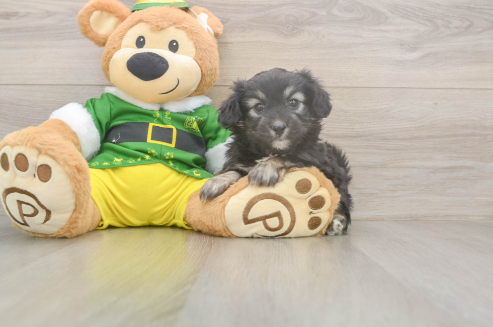 5 week old Aussiechon Puppy For Sale - Windy City Pups