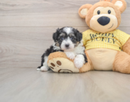 6 week old Aussiechon Puppy For Sale - Windy City Pups