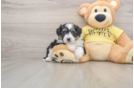Adorable Aussie Bichon Designer Puppy