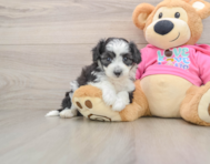 5 week old Aussiechon Puppy For Sale - Windy City Pups