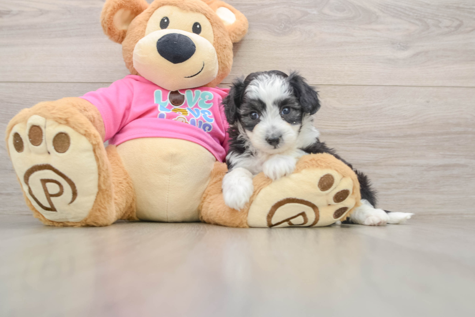 Best Aussiechon Baby