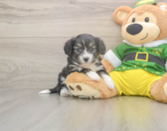 8 week old Aussiechon Puppy For Sale - Windy City Pups