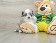 7 week old Aussiechon Puppy For Sale - Windy City Pups