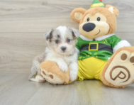 6 week old Aussiechon Puppy For Sale - Windy City Pups