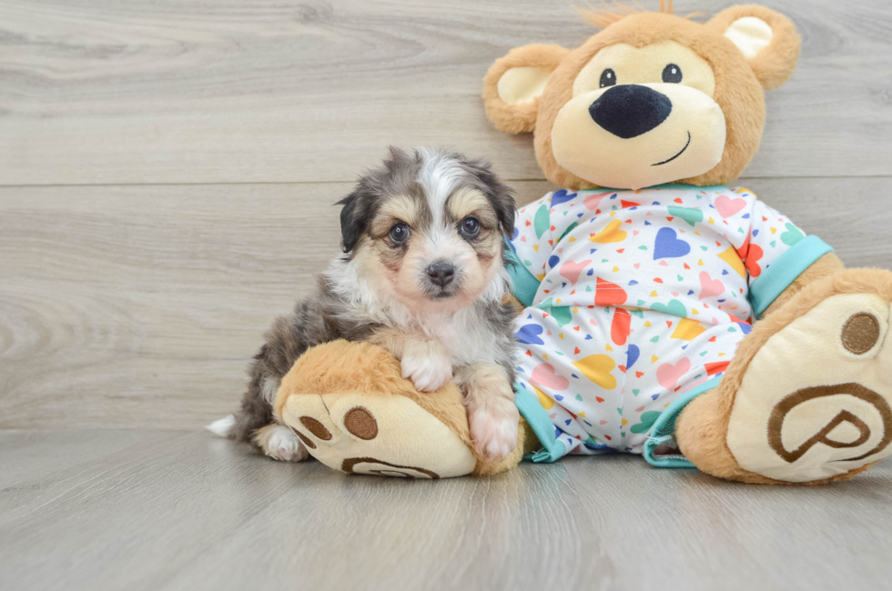 7 week old Aussiechon Puppy For Sale - Windy City Pups