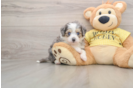 Aussiechon Puppy for Adoption