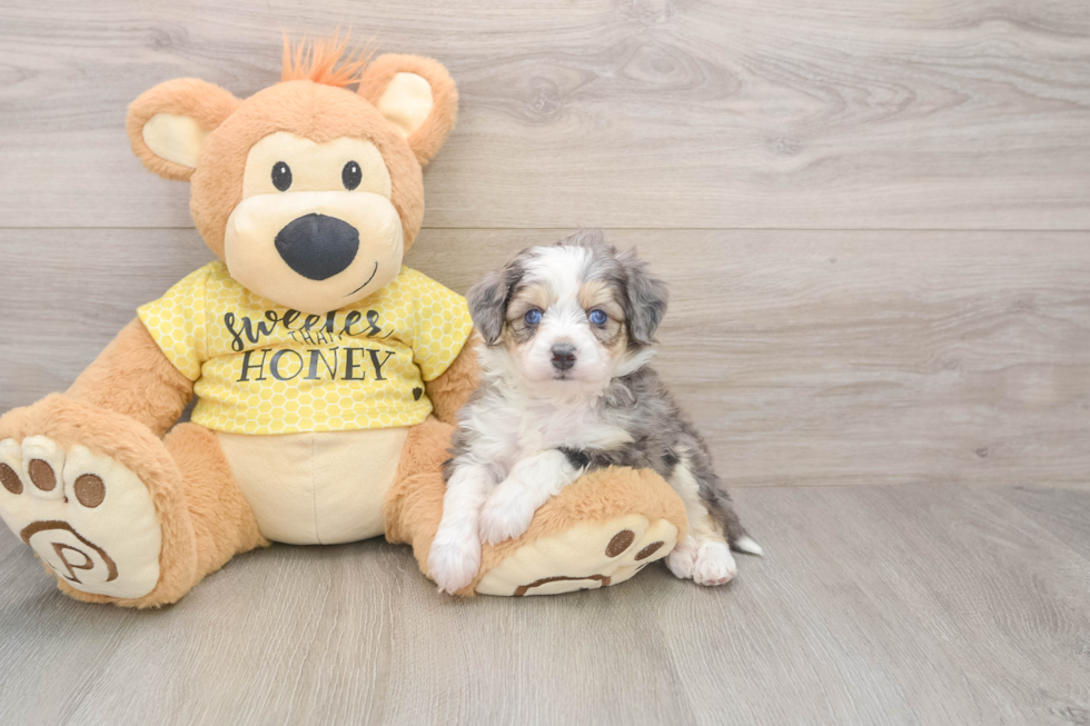 Fluffy Aussiechon Designer Pup