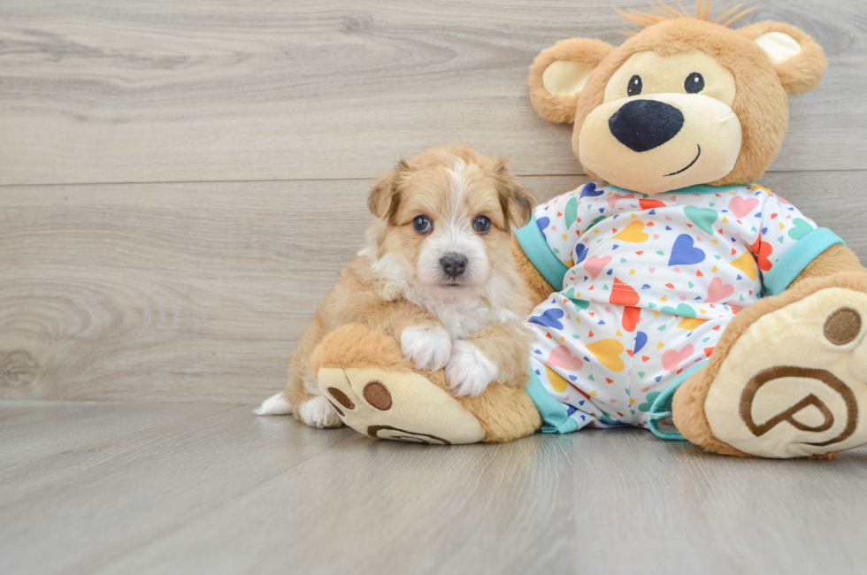 7 week old Aussiechon Puppy For Sale - Windy City Pups