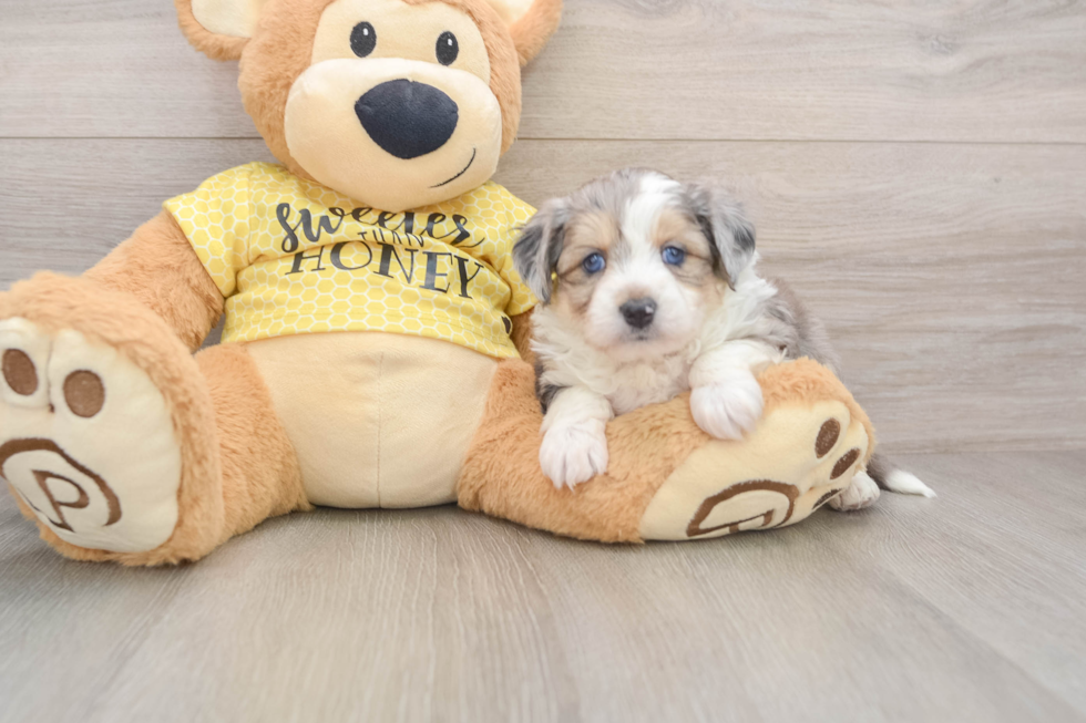 Playful Aussie Bichon Designer Puppy