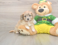 6 week old Aussiechon Puppy For Sale - Windy City Pups