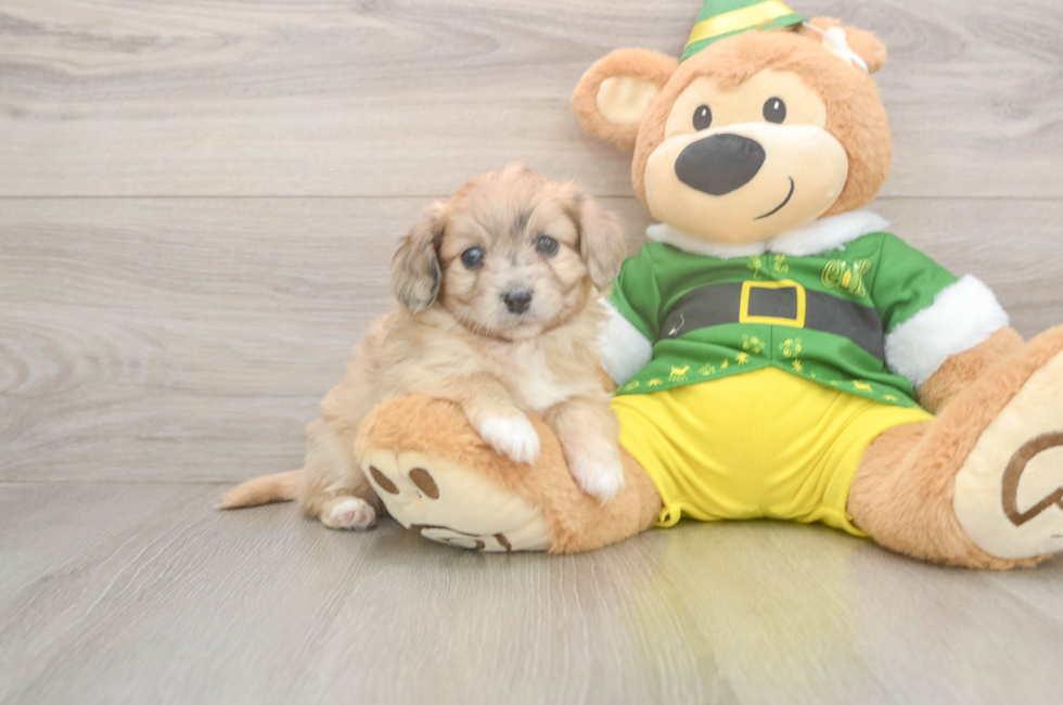 5 week old Aussiechon Puppy For Sale - Windy City Pups