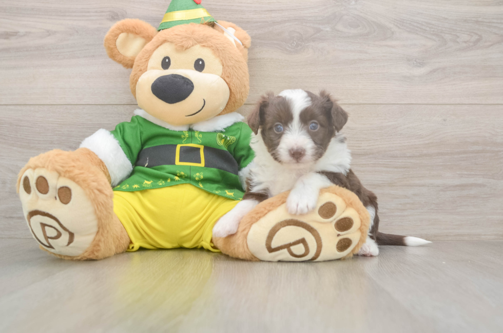 5 week old Aussiechon Puppy For Sale - Windy City Pups