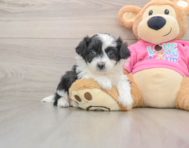 6 week old Aussiechon Puppy For Sale - Windy City Pups