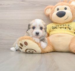 6 week old Aussiechon Puppy For Sale - Windy City Pups