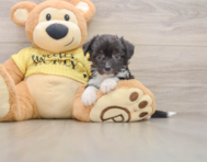 8 week old Aussiechon Puppy For Sale - Windy City Pups