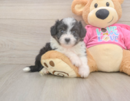 6 week old Aussiechon Puppy For Sale - Windy City Pups