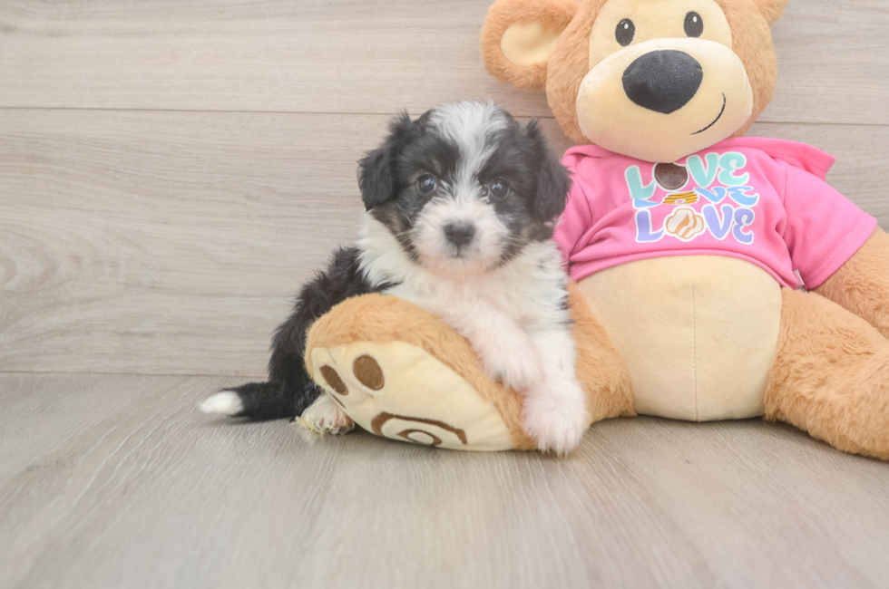 7 week old Aussiechon Puppy For Sale - Windy City Pups