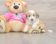 6 week old Aussiechon Puppy For Sale - Windy City Pups