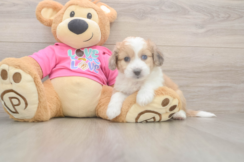 6 week old Aussiechon Puppy For Sale - Windy City Pups