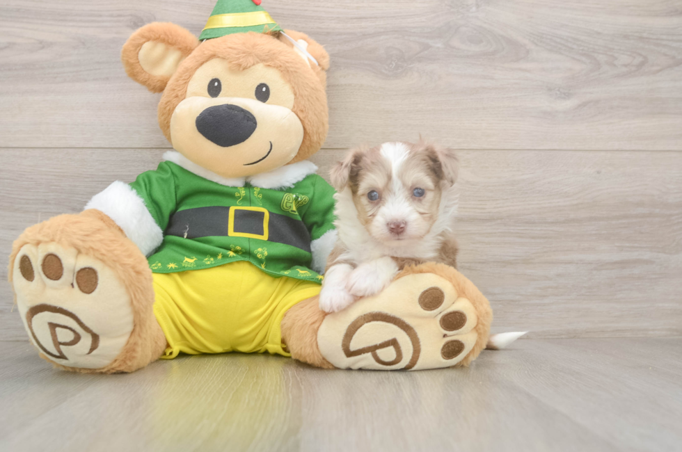5 week old Aussiechon Puppy For Sale - Windy City Pups