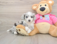 6 week old Aussiechon Puppy For Sale - Windy City Pups