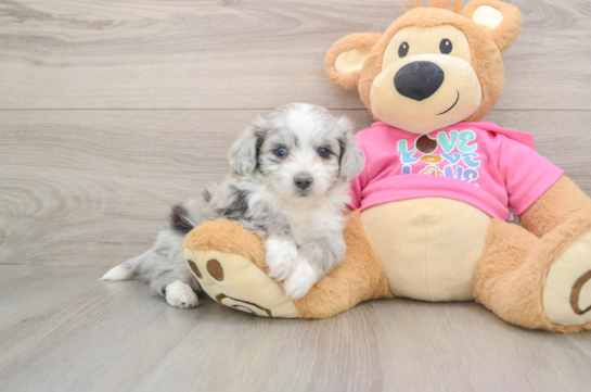 Fluffy Aussiechon Designer Pup