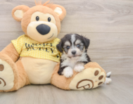 8 week old Aussiechon Puppy For Sale - Windy City Pups