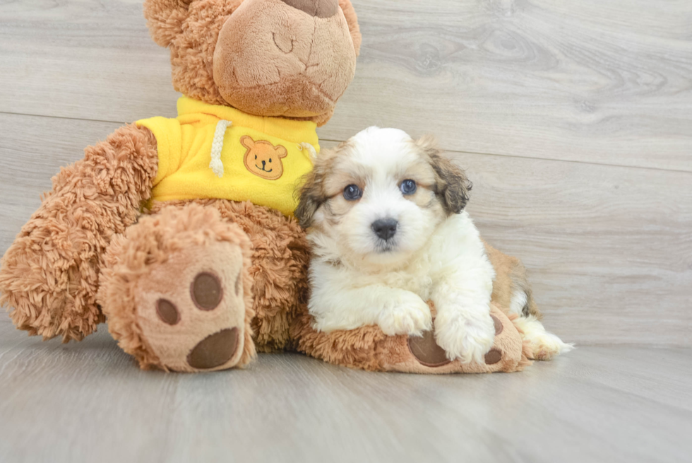 Fluffy Aussiechon Designer Pup