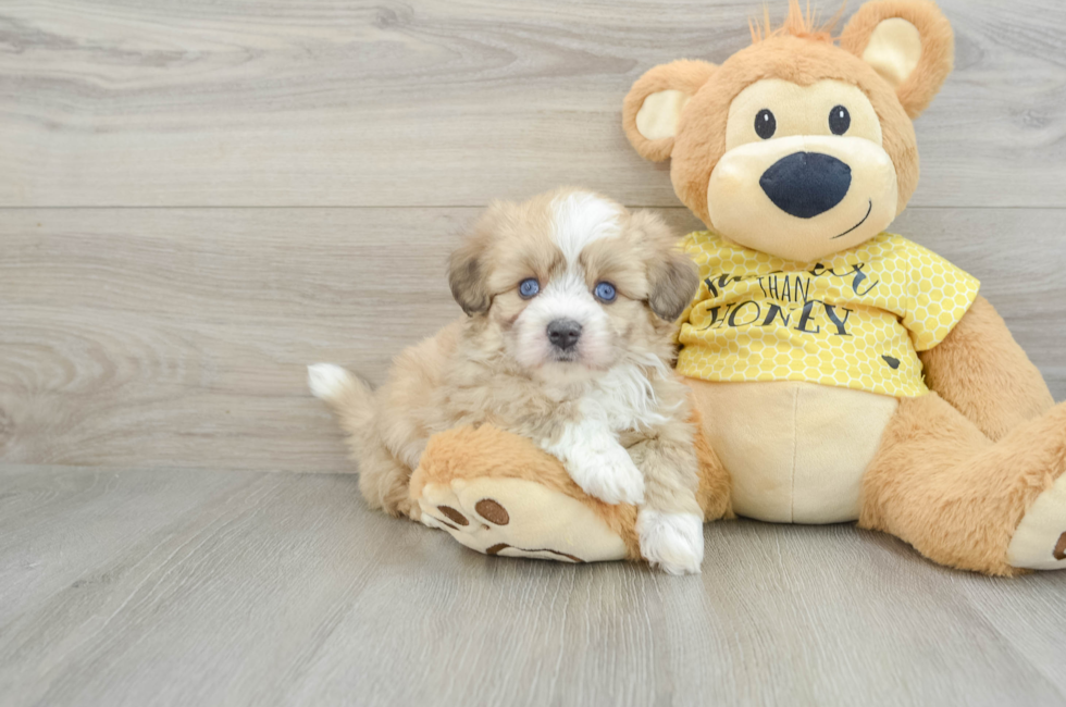 5 week old Aussiechon Puppy For Sale - Windy City Pups