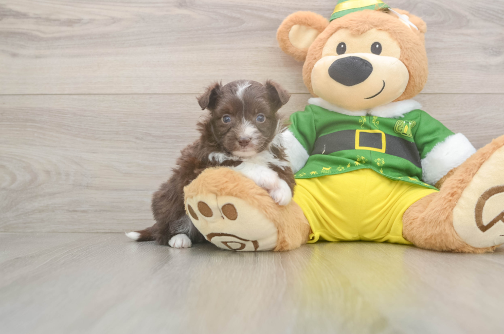 5 week old Aussiechon Puppy For Sale - Windy City Pups