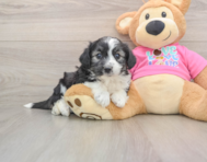 6 week old Aussiechon Puppy For Sale - Windy City Pups