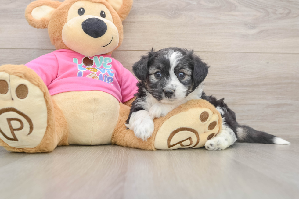 Friendly Aussiechon Baby
