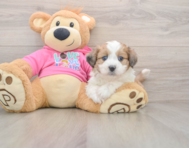 5 week old Aussiechon Puppy For Sale - Windy City Pups