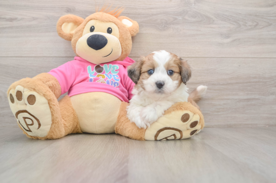 Aussiechon Puppy for Adoption