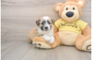 Aussiechon Puppy for Adoption