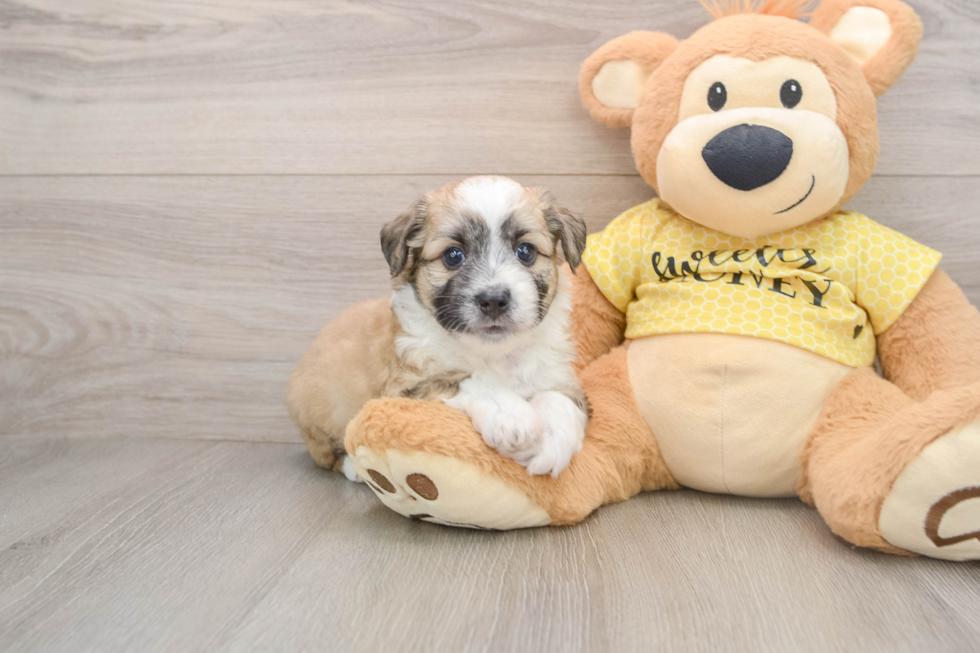 Aussiechon Puppy for Adoption
