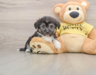 8 week old Aussiechon Puppy For Sale - Windy City Pups